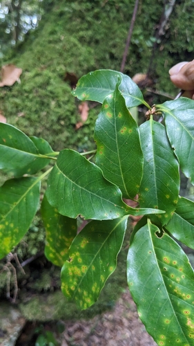 Taiwan Evergreen Oak (Quercus morii)