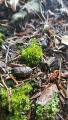Dicranum flagellare