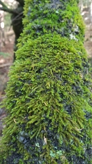 Leucodon andrewsianus