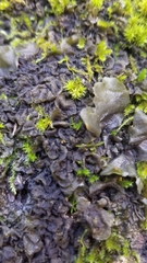 Collema subflaccidum