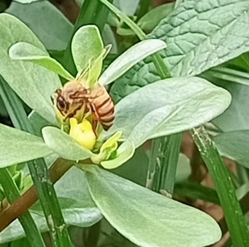 Western Honey Bee