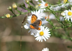 Lycaena phlaeas hypophlaeas