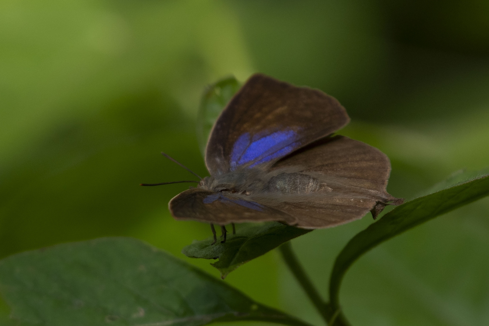 Purple Leaf Blue