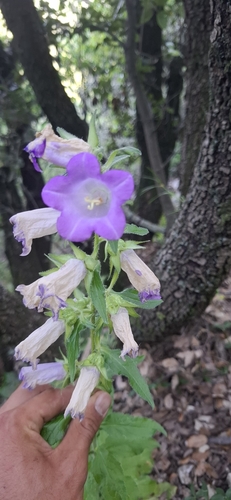Campanula medium
