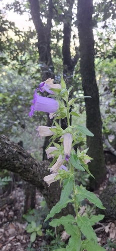Campanula medium