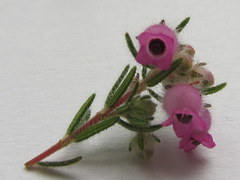 Erica mollis