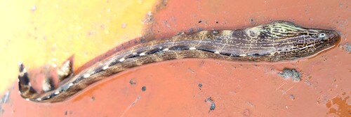 Dusky-banded moray (Gymnothorax reticularis) — Muraenidae — 2