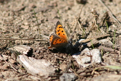 Lycaena phlaeas hypophlaeas
