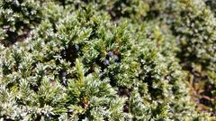 Juniperus squamata