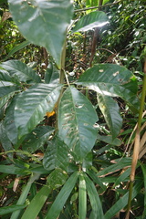 Melicope semecarpifolia