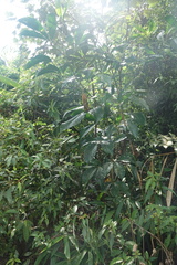 Melicope semecarpifolia