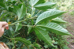 Melicope semecarpifolia