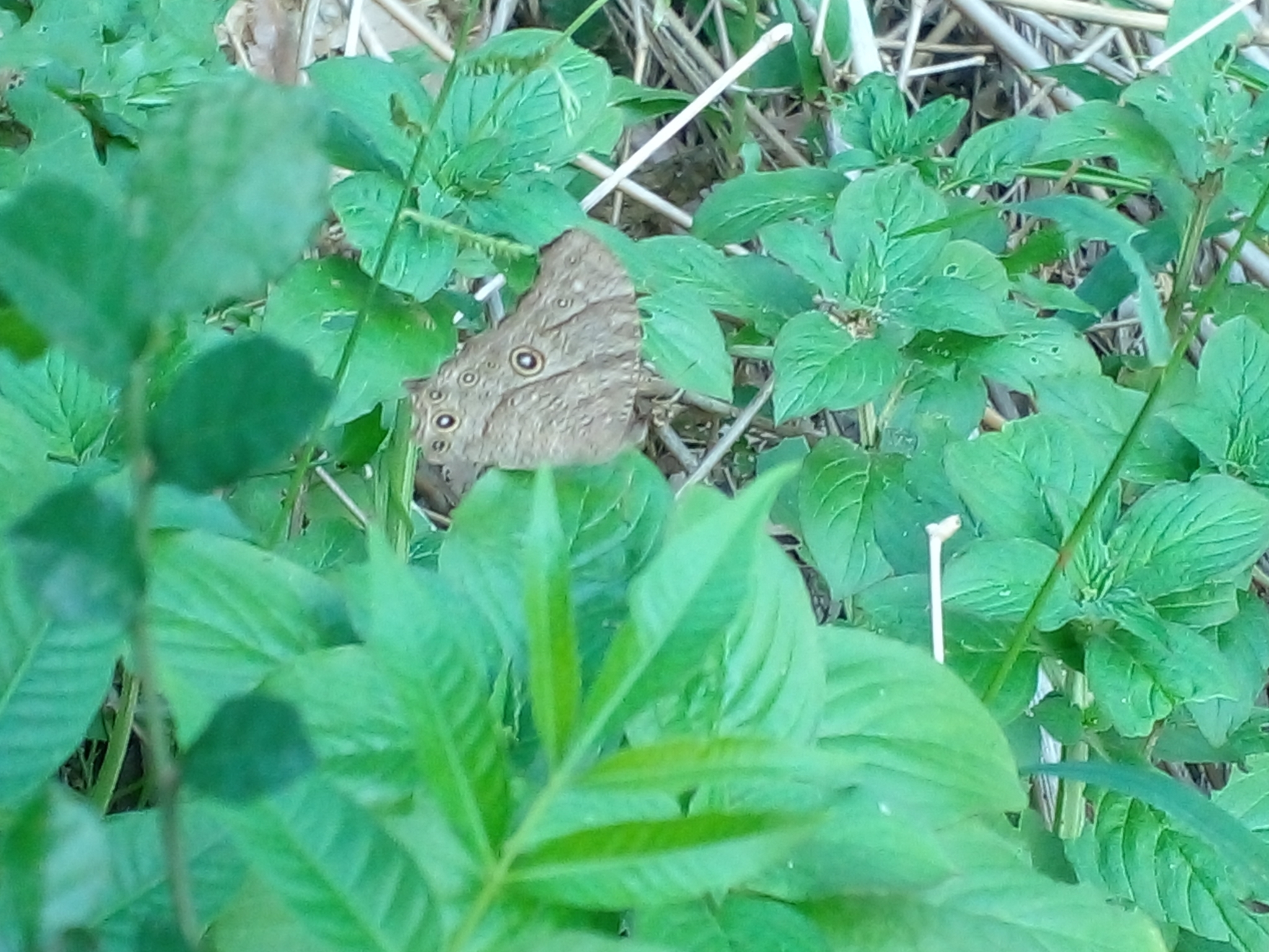 Common Evening Brown