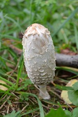 Coprinus comatus