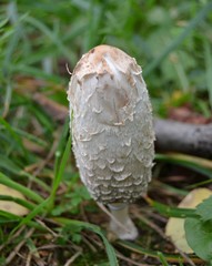 Coprinus comatus