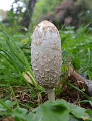 Coprinus comatus