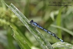 Enallagma laterale