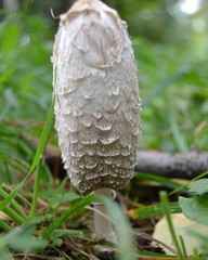 Coprinus comatus