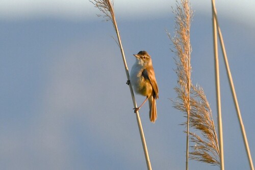 Paddyfield Warbler