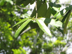 Diospyros nigra