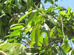 Diospyros nigra