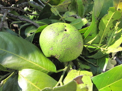 Diospyros nigra