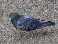 Columba livia domestica