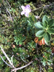 Rhodothamnus chamaecistus