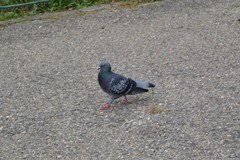 Columba livia domestica