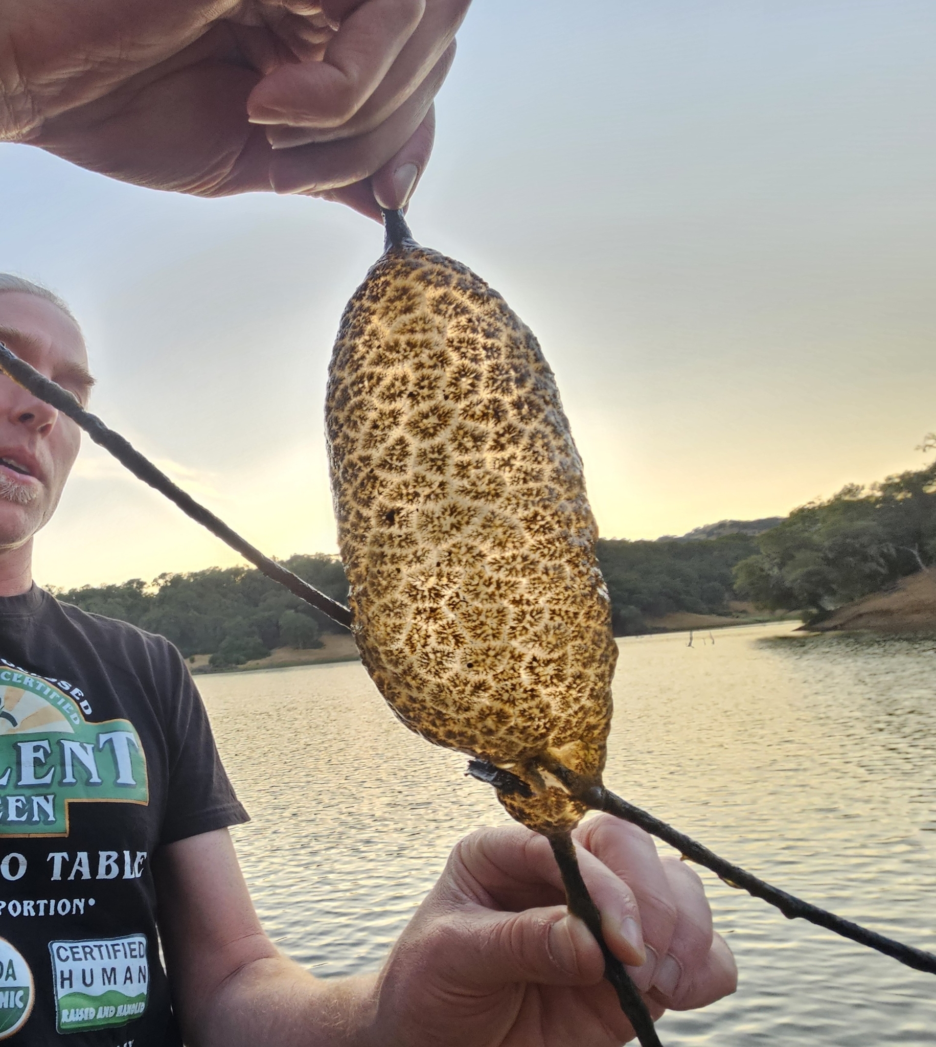 Pectinatella magnifica (Leidy, 1851)