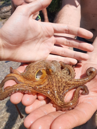 Octopus vulgaris