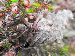 Ropalidia capensis