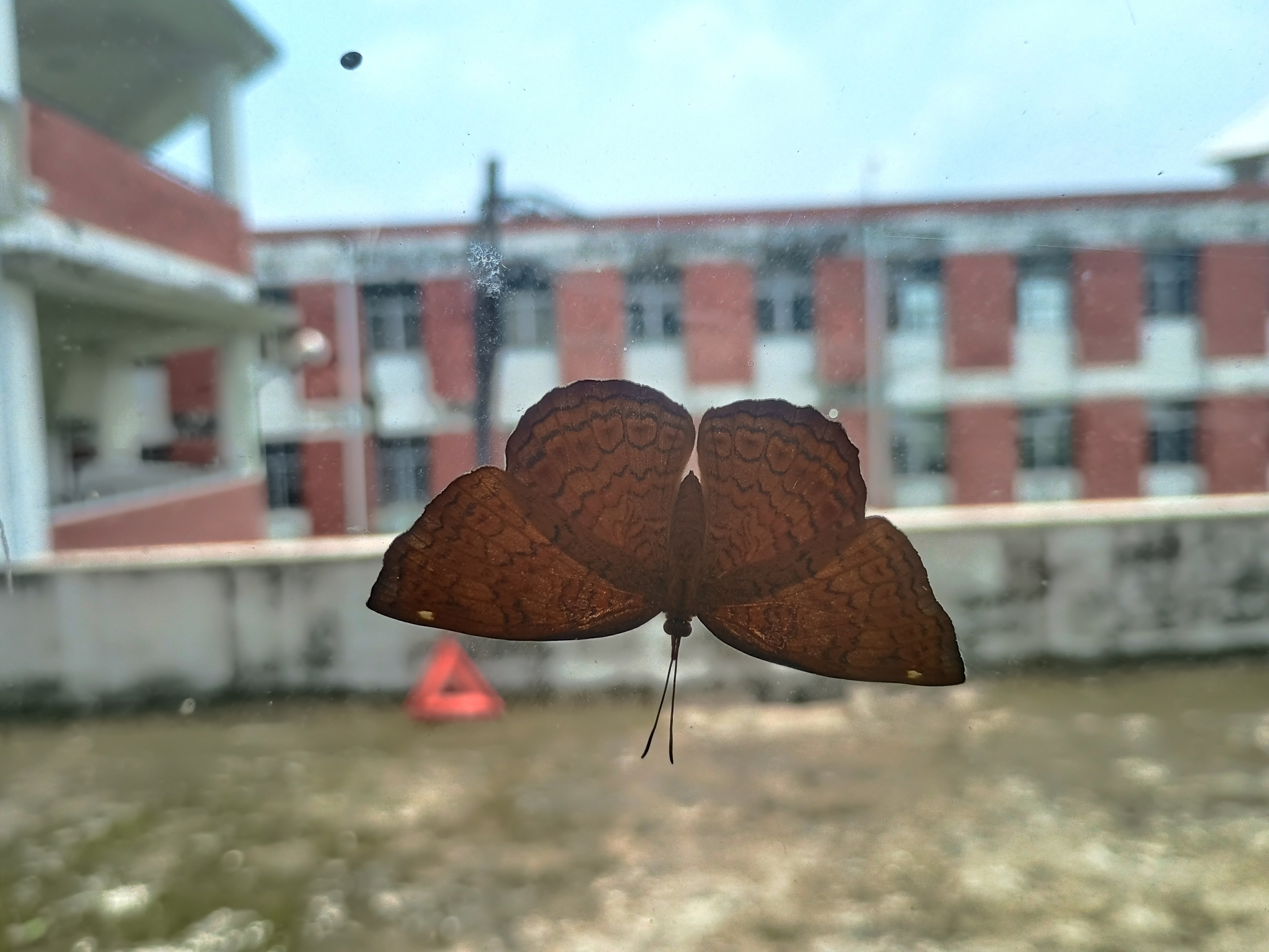 Common Castor
