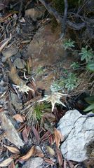 Leontopodium microphyllum