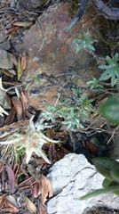 Leontopodium microphyllum