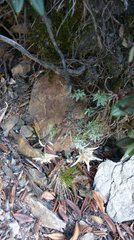 Leontopodium microphyllum