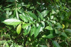 Rhamnus formosana