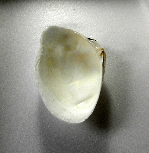 Giant Coquina Clam