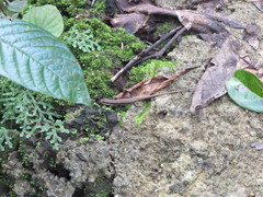 Sphenomorphus maculatus