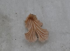 Schizophyllum commune