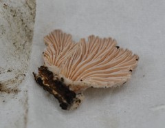 Schizophyllum commune