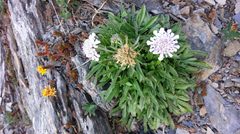 Scabiosa lacerifolia