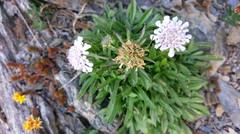 Scabiosa lacerifolia