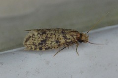 Amydria effrenatella