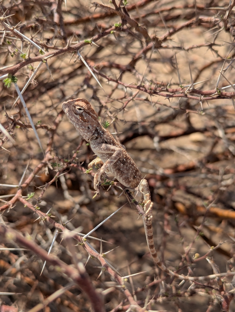 Yellow-spotted Agama