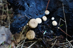 Asterophora lycoperdoides