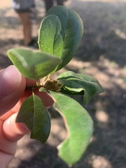 Andricus quercusfoliatus