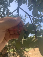 Andricus quercusfoliatus