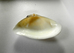 Iphigenia brasiliensis