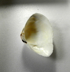 Iphigenia brasiliensis
